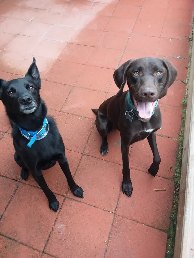 Noah's Ark Kennel & Cattery — photo from the business 8