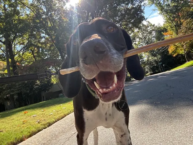Hooman on Demand — photo from the business 7