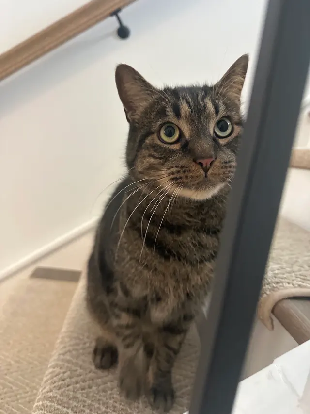 Hooman on Demand — photo from the business 3