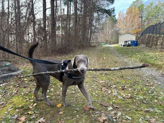 Customer photo of work by Hooman on Demand, from Amber Grissom Maxwell's review