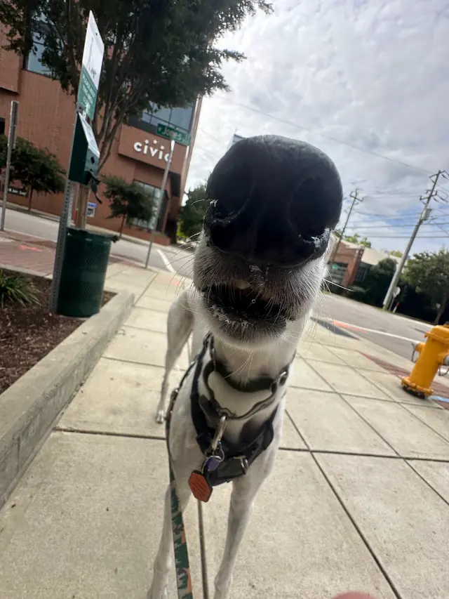 Hooman on Demand — photo from the business 1