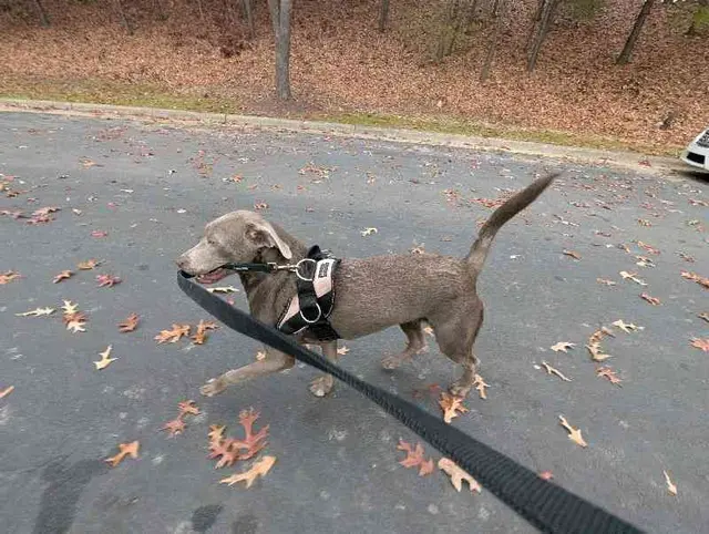 Customer photo of work by Hooman on Demand, from Amber Grissom Maxwell's review