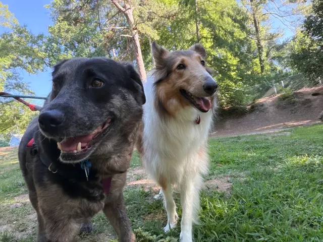 Hooman on Demand — photo from the business 5