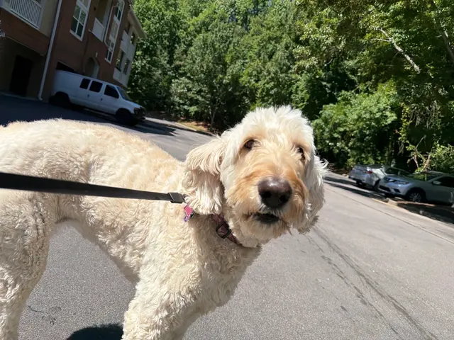 Hooman on Demand — photo from the business 8