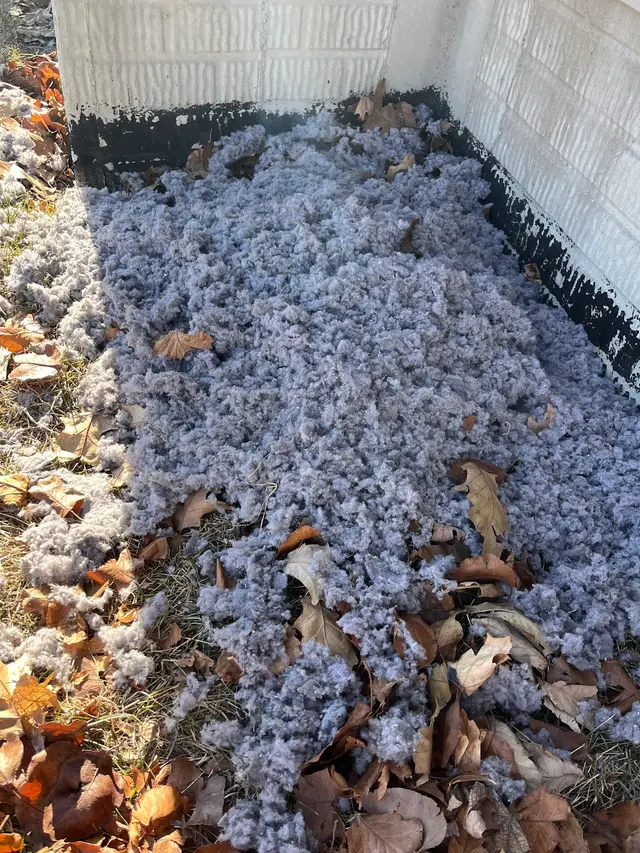 Stanley Steemer — customer photo 10