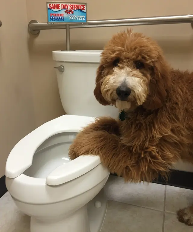 Pride Plumbing Services, Inc — photo from the business 10
