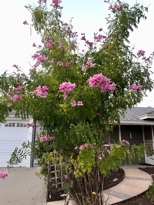 Vicki Carpenter — customer photo 10