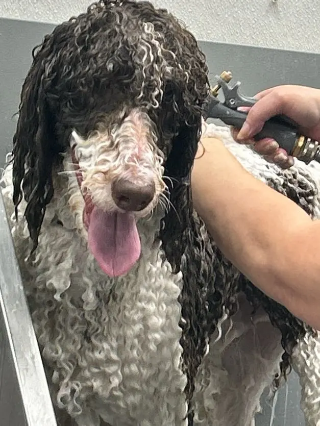 Carvers' Groomery — photo from the business 7