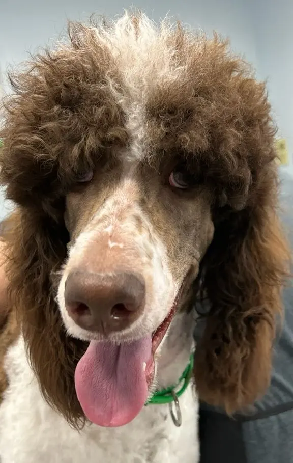 Carvers' Groomery — photo from the business 6