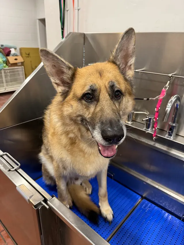 Carvers' Groomery — photo from the business 4