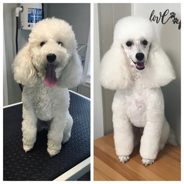 House Of Paws Grooming Salon — photo from the business 2