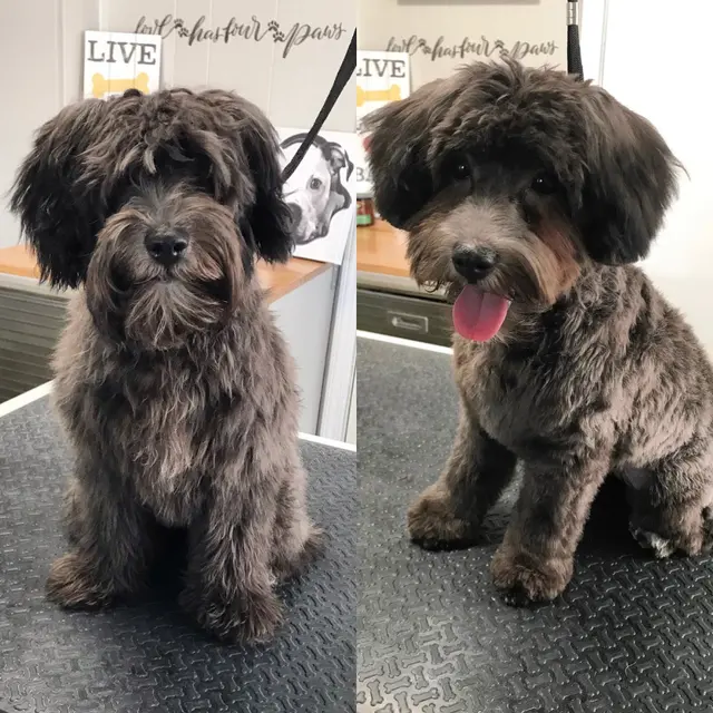 House Of Paws Grooming Salon — photo from the business 9