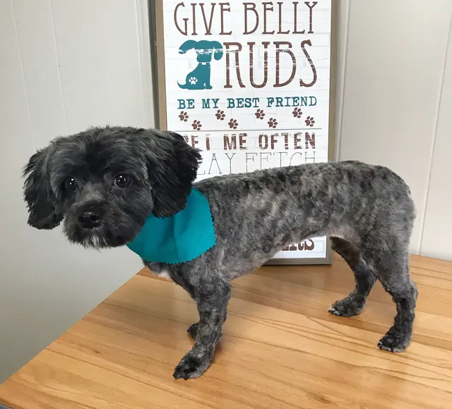 House Of Paws Grooming Salon — photo from the business 1