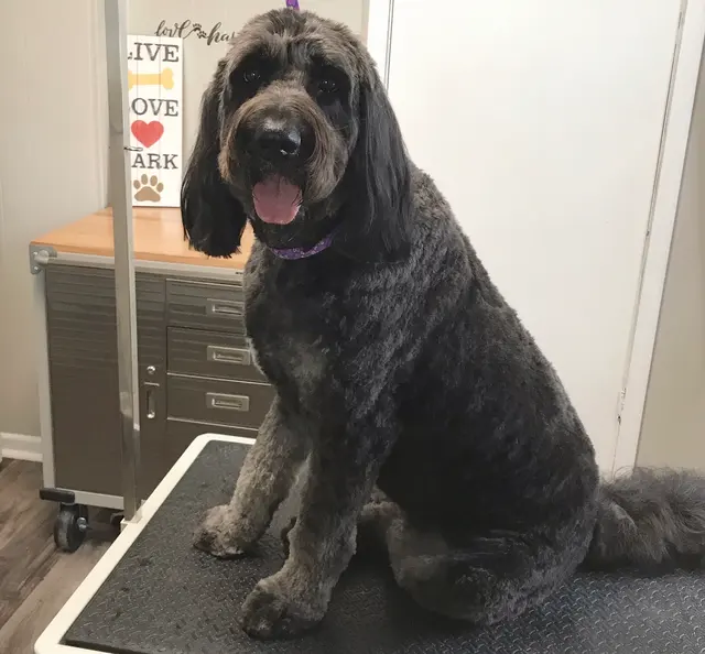 House Of Paws Grooming Salon — photo from the business 6