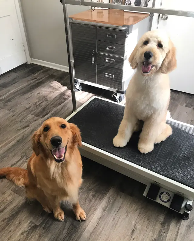House Of Paws Grooming Salon — customer photo 3
