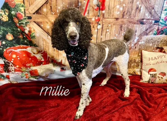 Customer photo of work by House Of Paws Grooming Salon, from Johanna Wayland-Smith's review