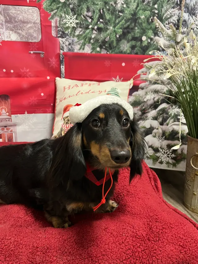 House Of Paws Grooming Salon — customer photo 8