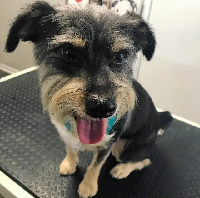 House Of Paws Grooming Salon — photo from the business 10