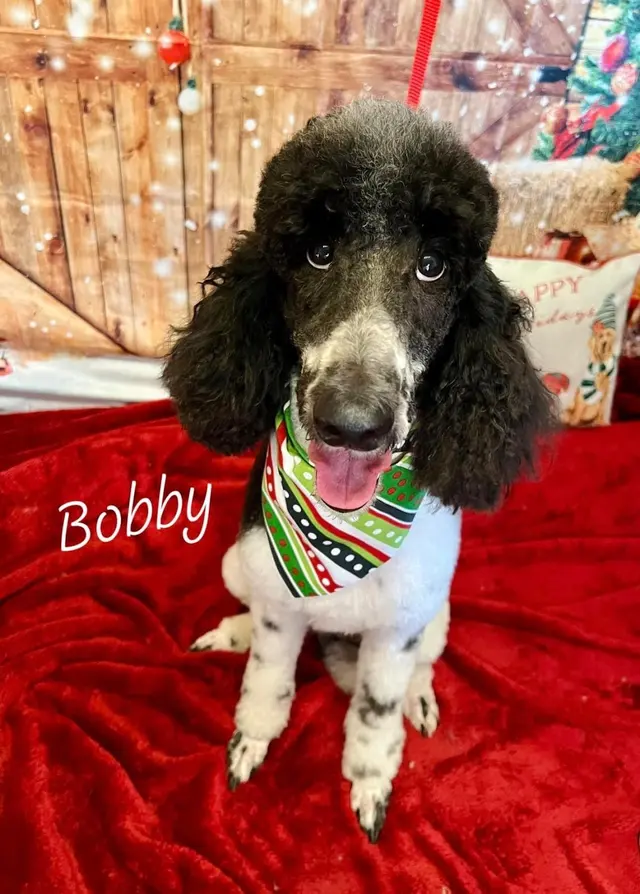 Customer photo of work by House Of Paws Grooming Salon, from Johanna Wayland-Smith's review