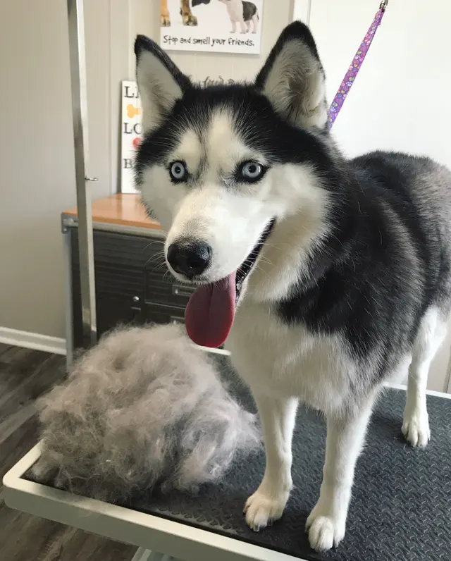 House Of Paws Grooming Salon — photo from the business 7