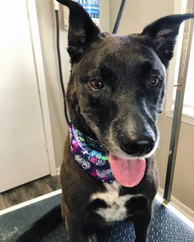 House Of Paws Grooming Salon — customer photo 4