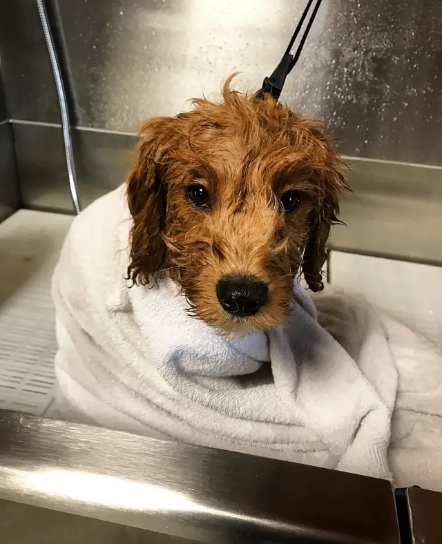 House Of Paws Grooming Salon — photo from the business 11