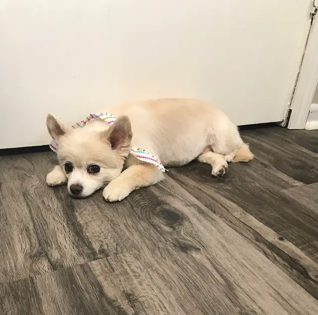 House Of Paws Grooming Salon — photo from the business 12