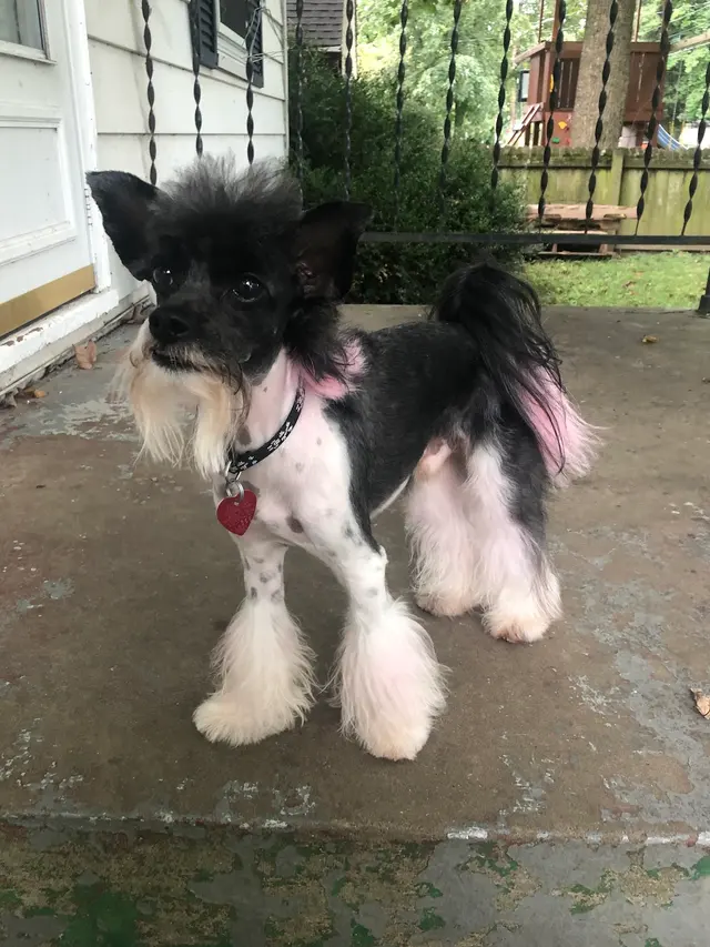 Zozo's Doggie Spa — photo from the business 3