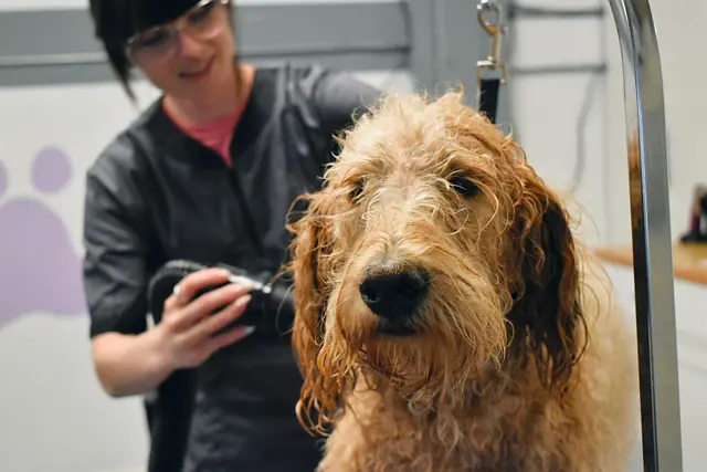 Zozo's Doggie Spa — photo from the business 9