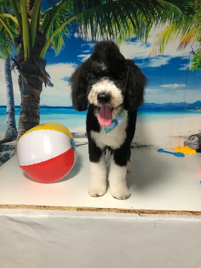 Zozo's Doggie Spa — photo from the business 12
