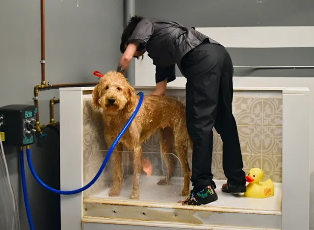 Zozo's Doggie Spa — photo from the business 5