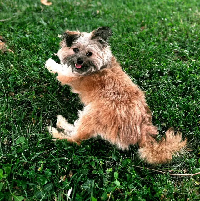 Customer photo of work by Zozo's Doggie Spa, from Jessica Nickole's review