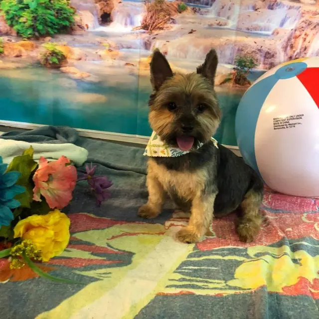 Zozo's Doggie Spa — customer photo 11