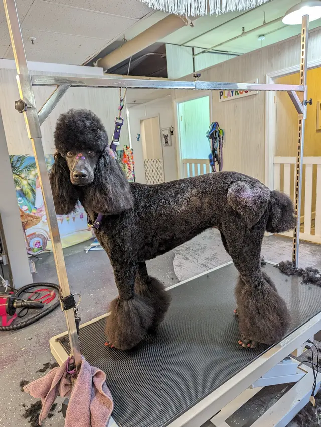 Zozo's Doggie Spa — photo from the business 8