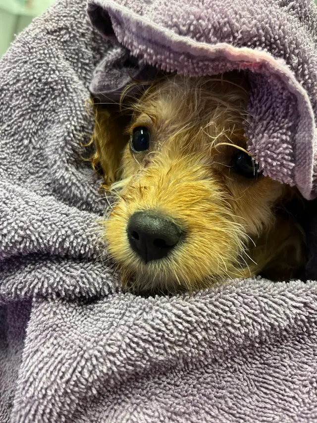 Zozo's Doggie Spa — photo from the business 10