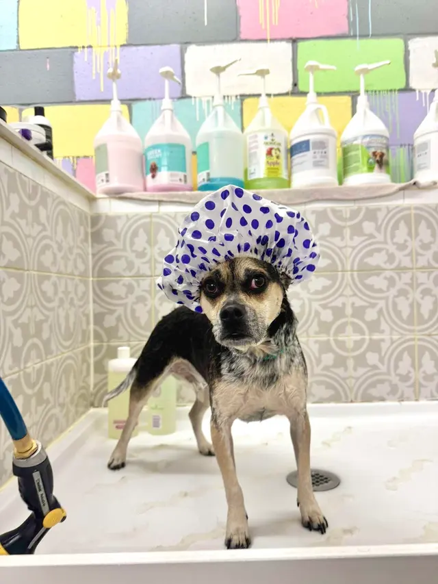Zozo's Doggie Spa — customer photo 2