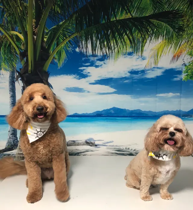 Zozo's Doggie Spa — photo from the business 6