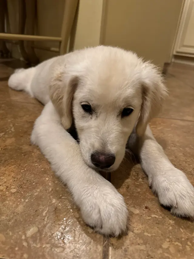 Zozo's Doggie Spa — photo from the business 1