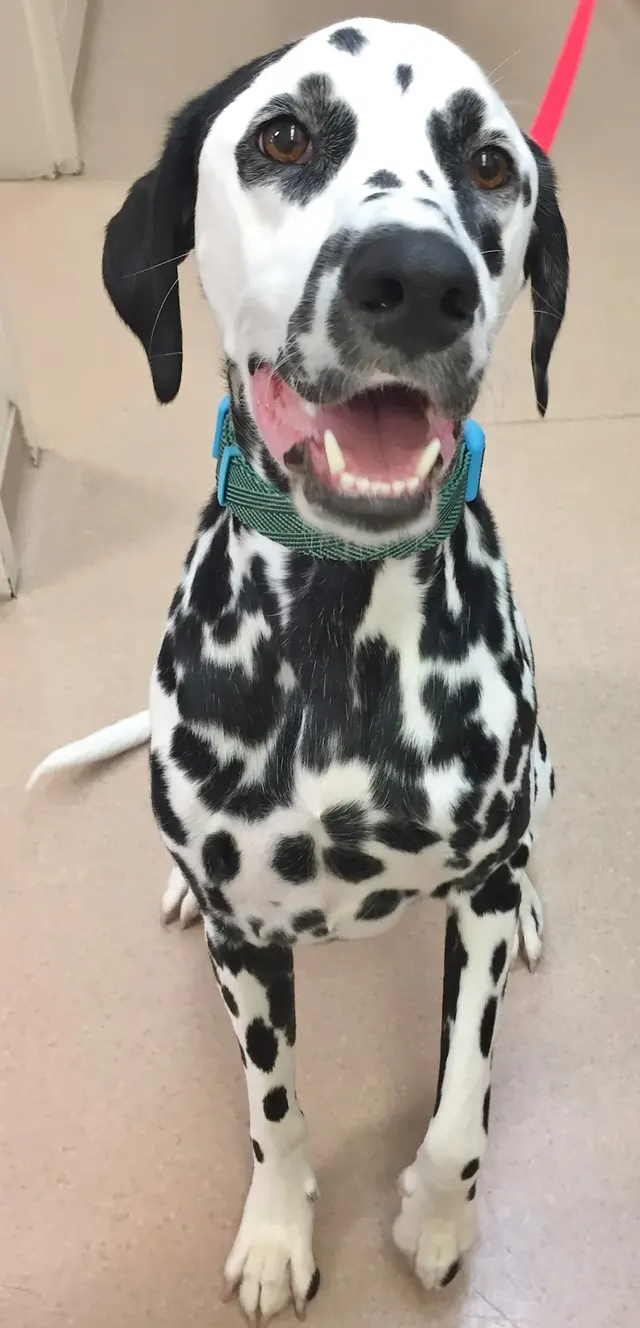 Chateau Dog & Cat Hospital — photo from the business 5