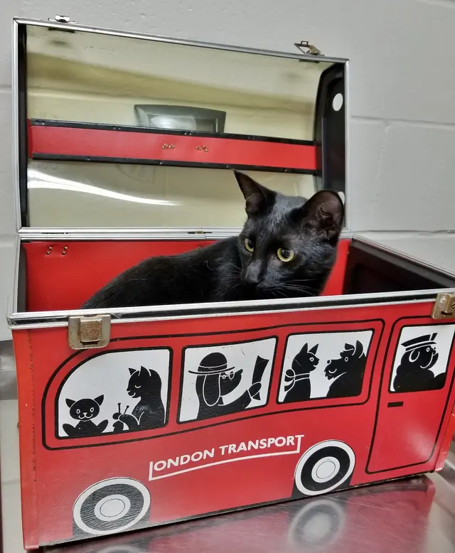 Chateau Dog & Cat Hospital — photo from the business 3