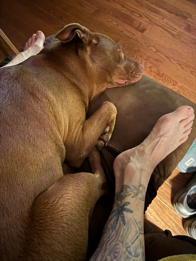 Customer photo of work by Chateau Dog & Cat Hospital, from Charles Logsdon's review