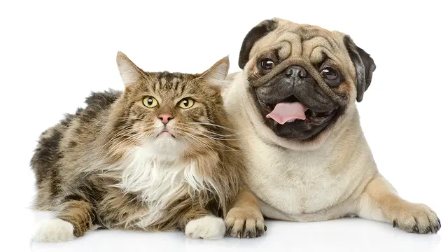 Chateau Dog & Cat Hospital — photo from the business 8
