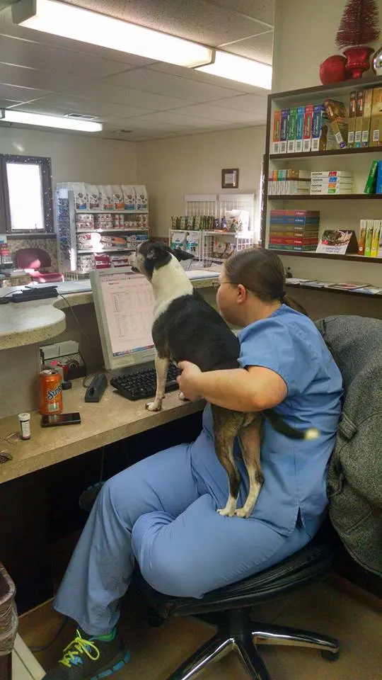 Chateau Dog & Cat Hospital — photo from the business 7
