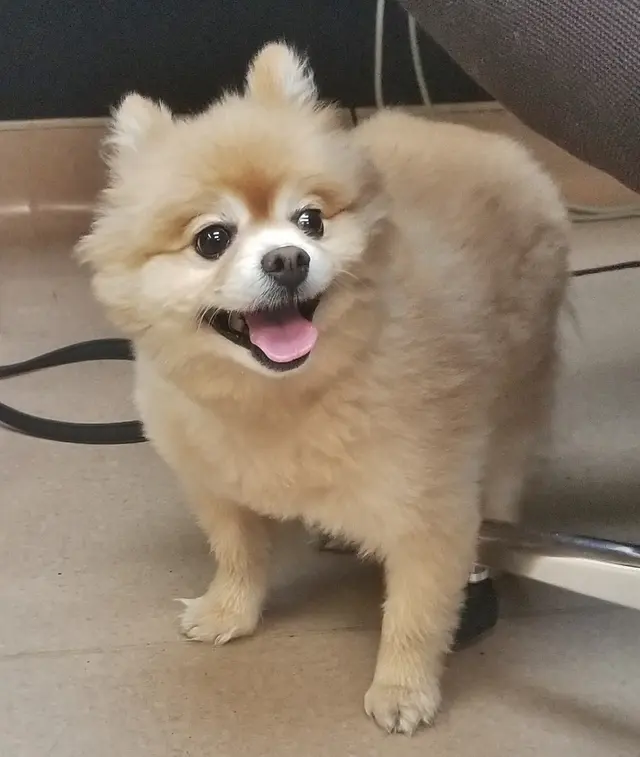 Chateau Dog & Cat Hospital — photo from the business 4