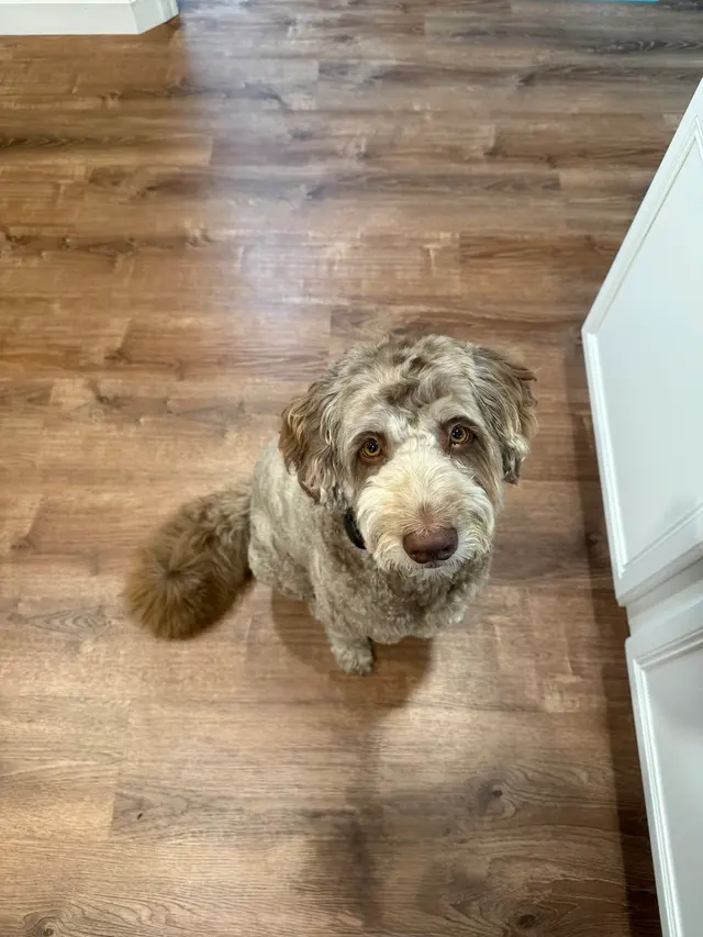 Opie's Doggie Playcare and Salon — customer photo 9