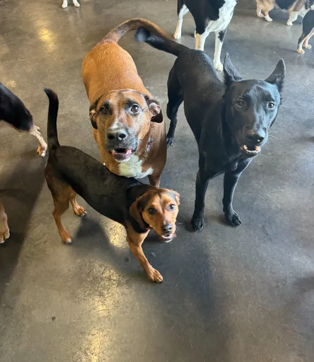 Opie's Doggie Playcare and Salon — photo from the business 1