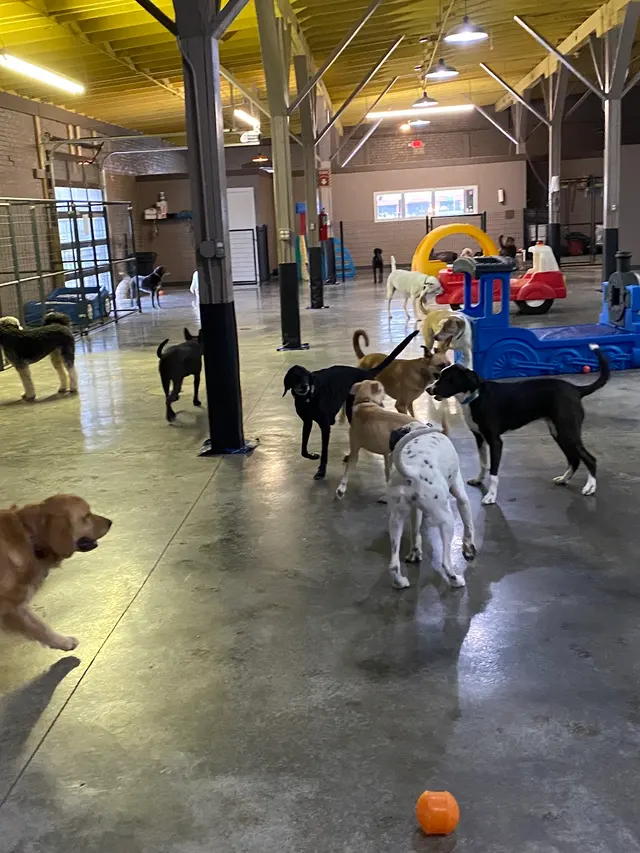 Opie's Doggie Playcare and Salon — customer photo 2