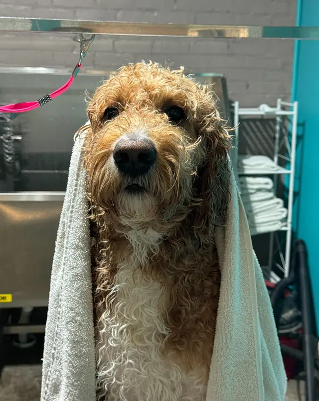 Opie's Doggie Playcare and Salon — photo from the business 5