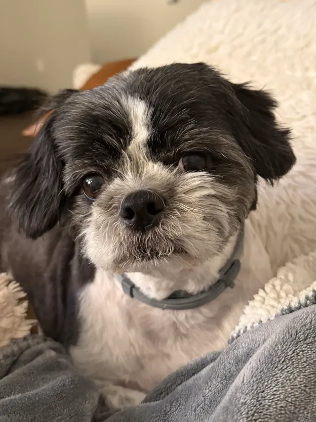 Opie's Doggie Playcare and Salon — customer photo 10