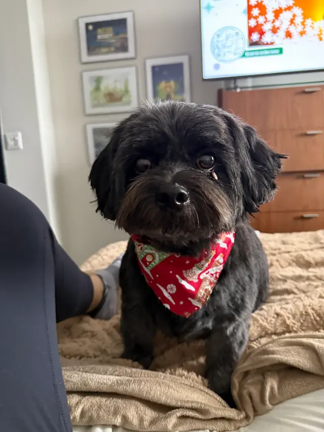Opie's Doggie Playcare and Salon — customer photo 4